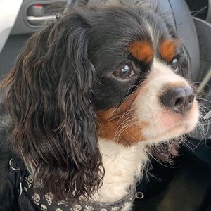 Meet your Posher, Kami